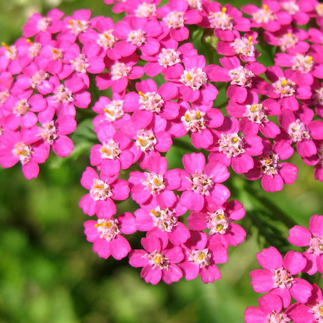 Achillea (Schafgarbe) Achillea (Schafgarbe) Stauden