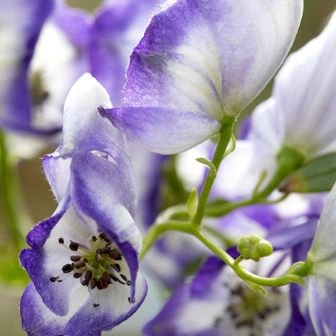 Aconitum (Eisenhut) Aconitum (Eisenhut)