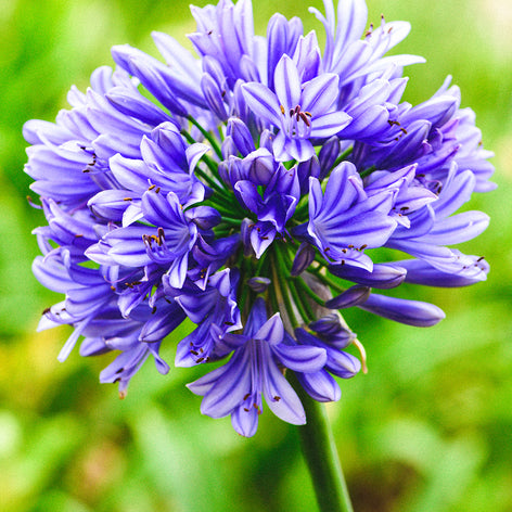 Agapanthus (Schmucklilien)