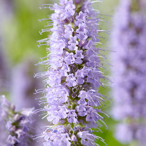 Agastache (Duftnessel) Agastache (Duftnessel)