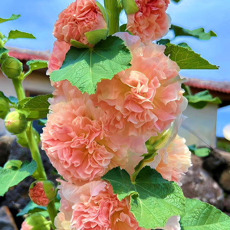 Alcea (Stockrose) Stauden