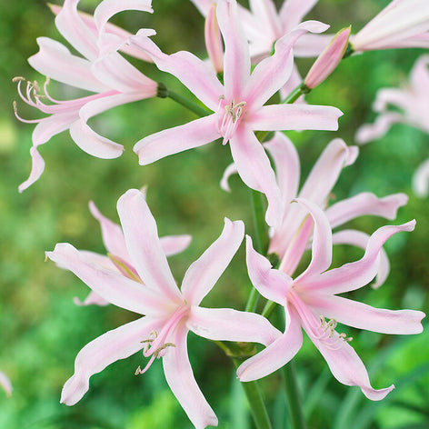 Amarine Blumenzwiebeln kaufen