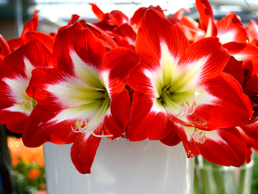 Tulpenzwiebeln 