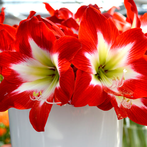 Amaryllis Amaryllis