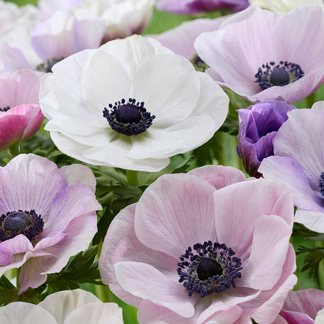 Anemone Anemone Spring Planting