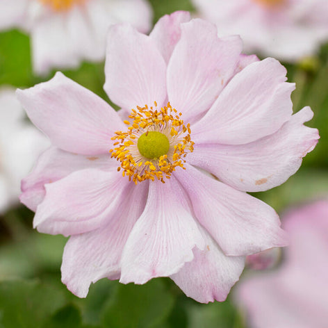 Herbst-Anemone