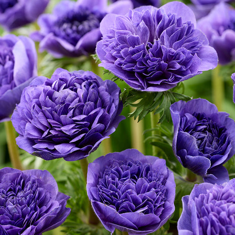 Anemone Die Anemone ist eine der fröhlichsten Blumen im großen Sortiment der Blumenzwiebeln