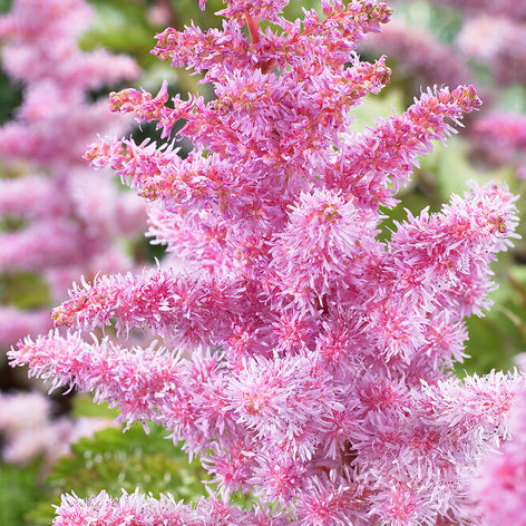 Prachtspieren (Astilbe) Prachtspieren (Astilbe)