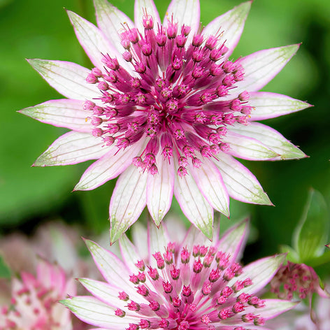 Astrantia Sterndolden
