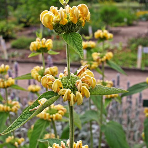 Brandkraut (Phlomis)