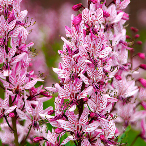 Dictamnus (Diptam) Dictamnus (Diptam) Brennender Busch