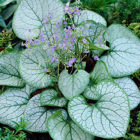 Kaufen Kaukasus-Vergissmeinnicht (Brunnera)