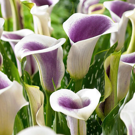 Calla-Lilien Blumenzwiebeln Zantedeschia