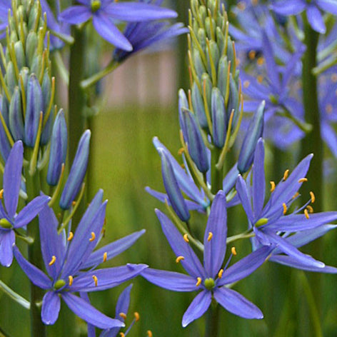 Prärielilien (Camassia) Hochwertige Prärielilien Blumenzwiebeln kaufen Sie günstig und schnell bei DutchGrown