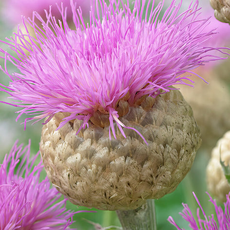 Kaufen Flockenblume