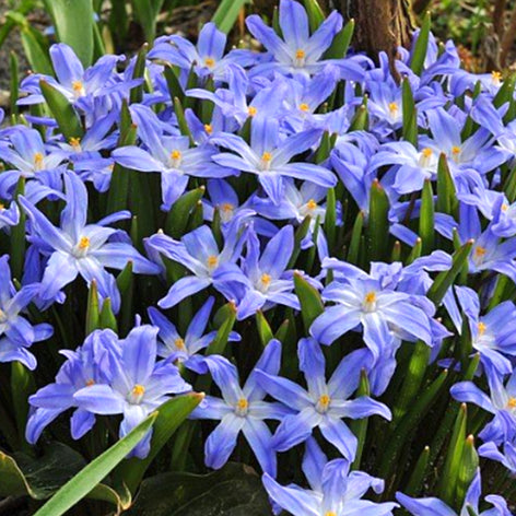 Schneeglanz (Chionodoxa) Schneeglanz (Chionodoxa)