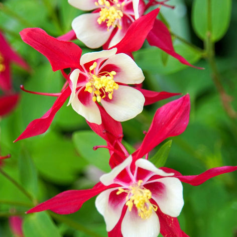 Akelei (Aquilegia) Kaufen Akelei (Aquilegia)