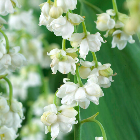  Maiglöckchen (Convallaria) Bestellen