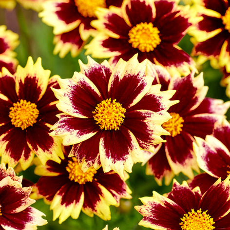 Coreopsis (Mädchenaugen) Coreopsis (Mädchenaugen)