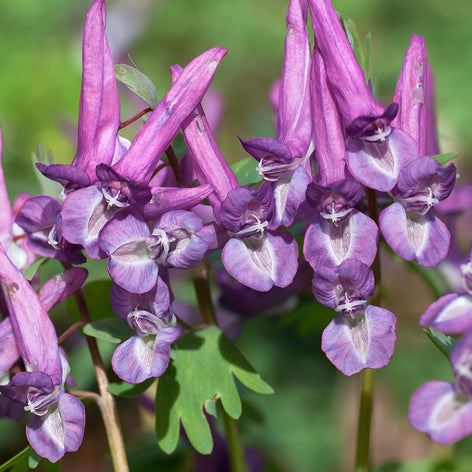Corydalis Solida