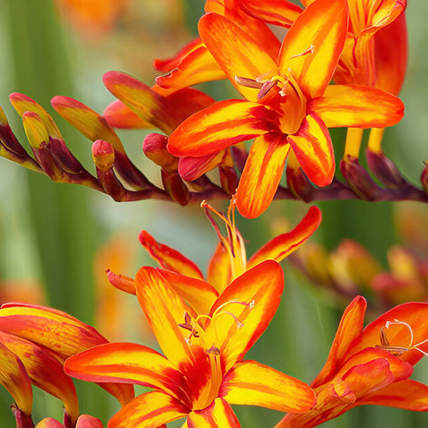 Montbretie - Crocosmia Zwiebeln günstig kaufen