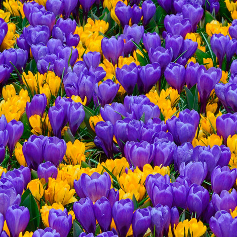 Krokusse Krokuszwiebeln kaufen