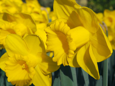Tulpenzwiebeln 