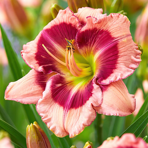 Taglilie (Hemerocallis) Kaufen Taglilie (Hemerocallis)