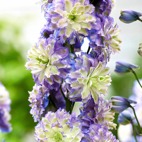 Collections Rittersporn (Delphinium)