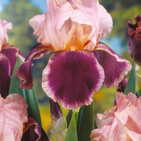 Deutsche Schwertlilien (Bartiris) Deutsche Schwertlilien (Bartiris)