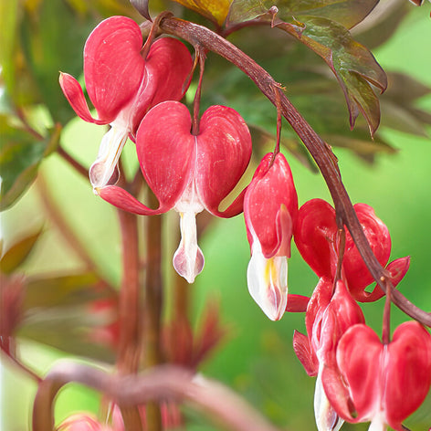 Herzblume - Dicentra - Tränende Herz