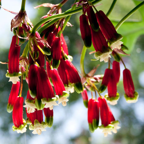 Dichelostemma Dichelostemma DutchGrown