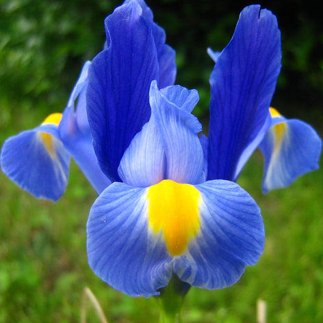 Iris (Schwertlilien) Entdecken Sie das mystisch schöne Schwertliliensortiment von DutchGrown