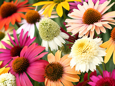 Dahlien