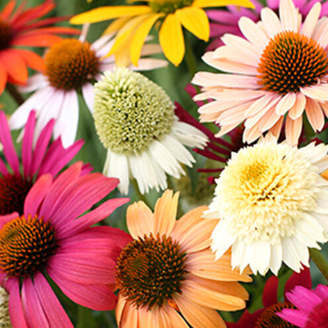 Sonnenhüte (Echinacea) Sonnenhüte (Echinacea)