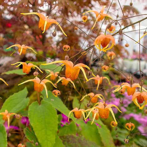 Elfenblume (Epimedium) online bestellen