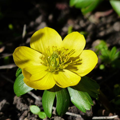 Eranthis (Winterling) Eranthis, auch Winterling genannt, ist ein süßes, gelbes Blümchen, dass im Frühjahr blüht.