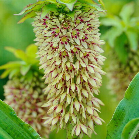 Eucomis montana Ananaslilie Schopflilie kaufen