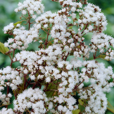 Kaufen Eupatorium Wasserdost