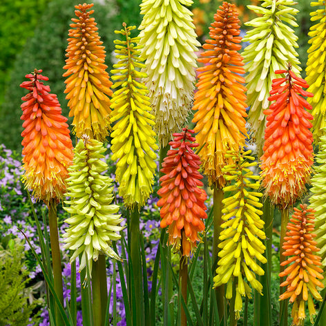 Fackellilien (Kniphofia) Collections Fackellilien (Kniphofia)