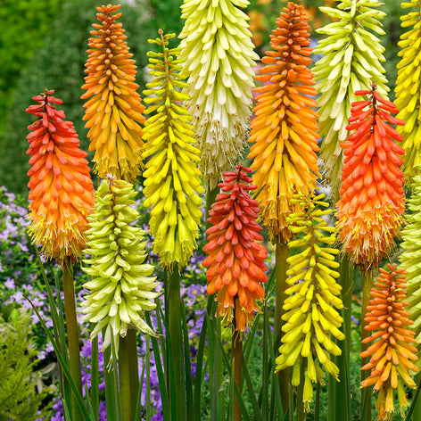 Collections Fackellilien (Kniphofia)