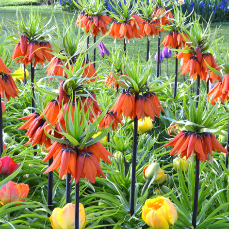 Kaiserkrone (Fritillarien) Kaiserkrone (Fritillarien) Blumenzwiebeln