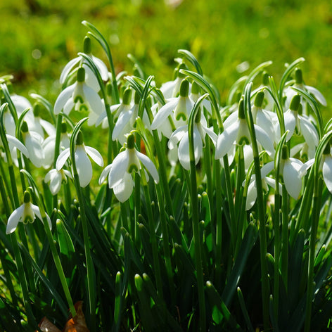Galanthus (Schneeglöckchen) Die allerersten Frühlingsboten online kaufen. Galanthus, die Schneeglöckchen sind die allerersten Frühlingsboten im spät-winterlichen Garten.