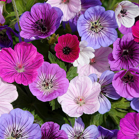 Geranium (Geranie) Geranium (Geranie)