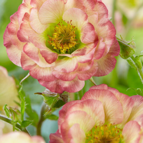 Nelkenwurz (Geum) Kaufen Nelkenwurz (Geum)