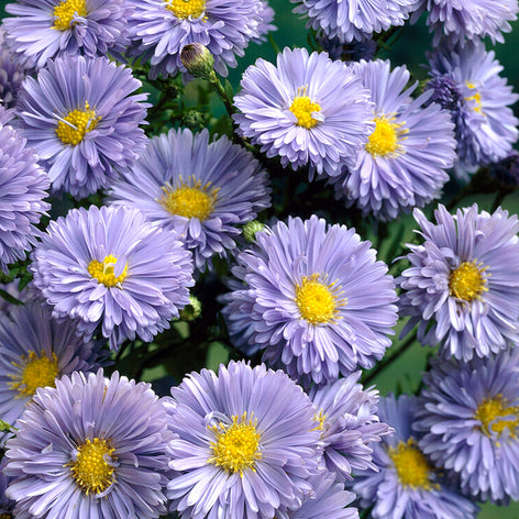 Aster