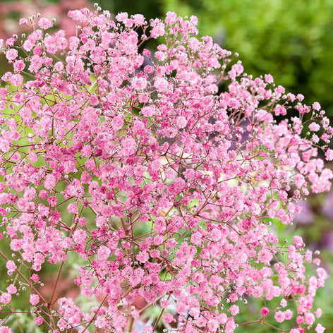 Kaufen Gypsophila (Gipskräuter)