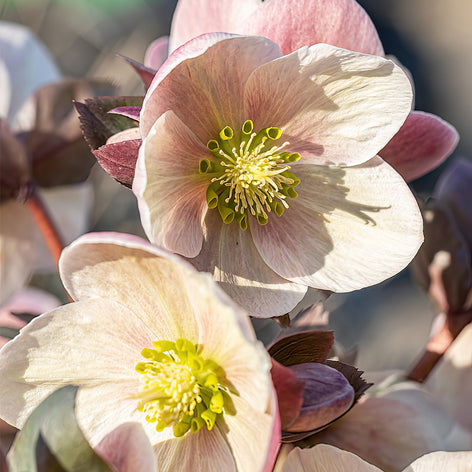 Helleborus (Christrose) Helleborus (Christrose)