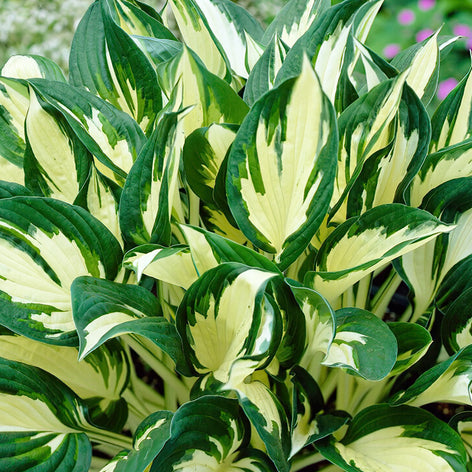 Hosta Kaufen Hosta