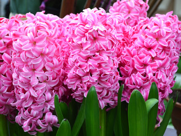 Tulpenzwiebeln 